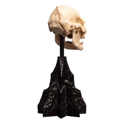 SKULL OF LURTZ - THE LORD OF THE RINGS - MINIATURE STATUE 14 CM - WETA WORKSHOP - Imagen 7