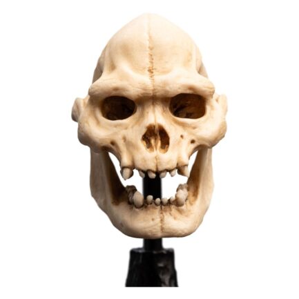 SKULL OF LURTZ - THE LORD OF THE RINGS - MINIATURE STATUE 14 CM - WETA WORKSHOP - Imagen 12