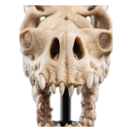 SKULL OF A FELL BEAST - THE LORD OF THE RINGS - MINIATURE STATUE 21 CM - WETA WORKSHOP - Imagen 2