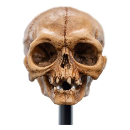 SKULL OF GOLLUM - THE LORD OF THE RINGS - MINIATURE STATUE 13 CM - WETA WORKSHOP - Imagen 2