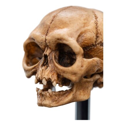 SKULL OF GOLLUM - THE LORD OF THE RINGS - MINIATURE STATUE 13 CM - WETA WORKSHOP - Imagen 13