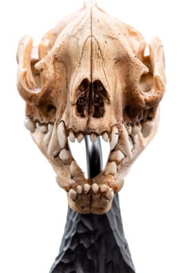 SKULL OF A WARG – THE LORD OF THE RINGS TRILOGY – MINIATURE STATUE – 20CM – WETA WORKSHOP