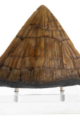 TRICERATOPS SPIKE PROP (REPRODUCTION) – JURASSIC PARK – 19 CM – ELITE CREATURE COLLECTIBLES