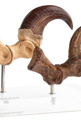 ECC ELITE CREATURE LINE VELOCIRAPTOR FOOT CLAW AND FOSSIL CLAW SET – JURASSIC PARK – 20 CM – ELITE CREATURE COLLECTIBLES