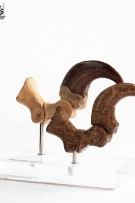 ECC ELITE CREATURE LINE VELOCIRAPTOR FOOT CLAW AND FOSSIL CLAW SET – JURASSIC PARK – 20 CM – ELITE CREATURE COLLECTIBLES